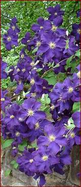 Purple Climbing Plants Images