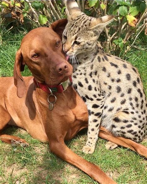 Savannah Cat Compared To Dog