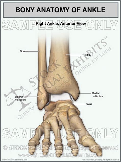 Bony Anatomy Of The Right Ankle Stock Trial Exhibits