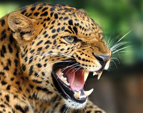 Photos Leopards Canine Tooth Fangs Tongue Roar Teeth Whiskers Snout