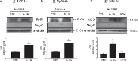 Nuclear Fraction Immunoprecipitation To Detect Aicdfe65tip60