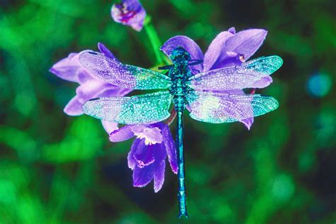 Purple Butterflies And Dragonflies Wallpapers On Wallpaperdog