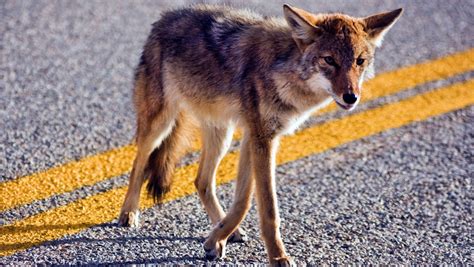 Coyotes In Indian Harbour Beach Police Say If You See One Dont Feed It