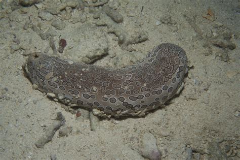 Scientists Classify Threatened Sea Cucumbers Research News