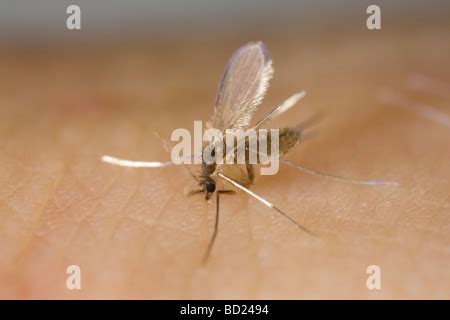 Female Phlebotomine Sand Fly Phlebotomus Argentipes Biting A Human Arm Stock Photo Alamy