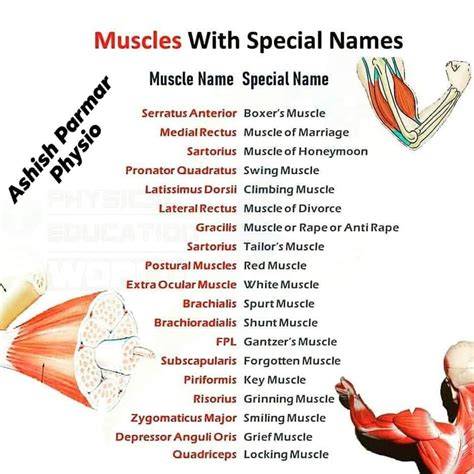 Name Of Muscles Muscles Anatomy Different Muscles Name Location