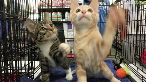 There are so many loving adoptable pets right in your community waiting for a family to. Helping Persian Cats Adoption event at Petco in West Los ...