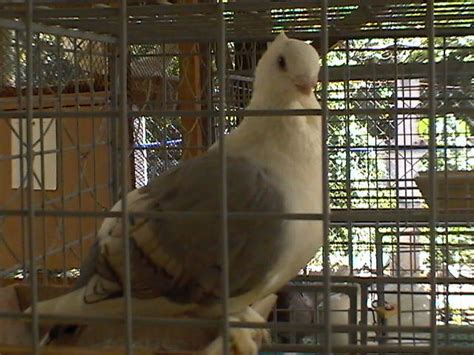 Hybrid Fancy Pigeons For Sale Adoption From Bulacan