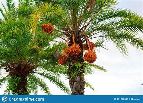 Hanging Orange Palm Tree Fruit Stock Image Image Of Leaf Macro