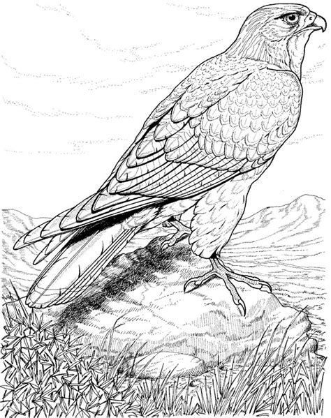 Peregrine Falcon Coloring Page Printable