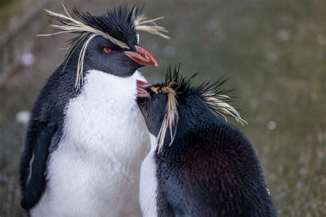 Northern Rockhopper Penguin Is This Animal Endangered