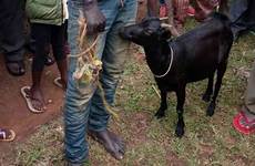 goat caught man bonking kenyan arrested he after november