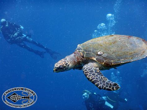 Official twitter page of the hawksbill sea turtle. Hawksbill Turtle; Eretmochelys imbricata - Chaloklum ...