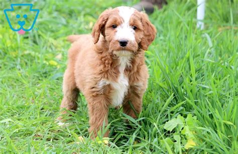 Vip puppies works with responsible golden retriever breeders across the united states. Tizzy | Golden Retriever Mix Puppy For Sale | Keystone Puppies