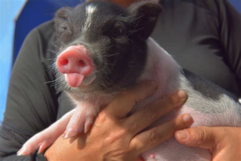 What To Know Before Adopting A Teacup Pig Critter Culture