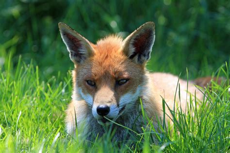 Fox Resting Portrait Free Stock Photo Public Domain Pictures