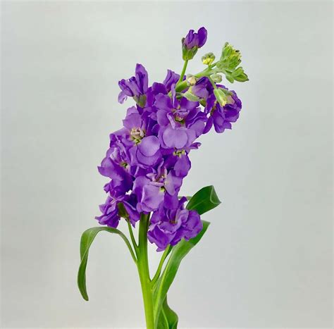 STOCK- LIGHT PURPLE - Wholesale Bulk Flowers - Cascade Floral | Light purple, Purple, Purple bouquet