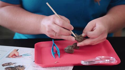 Carolina Quick Tips Owl Pellet Dissection Youtube