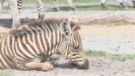6 Week Old Baby Zebra Plays On Safari Youtube