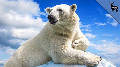 Amazing Polar Bear Pov Footage Youtube
