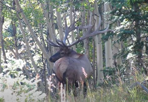 ‘world Record Elk Spotted In Colorado