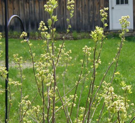 Ode To A Sargent Crabapple Weed