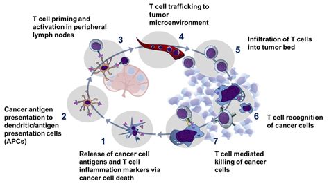 Cancer Immunotherapy Biomarker College Of American Pathologists