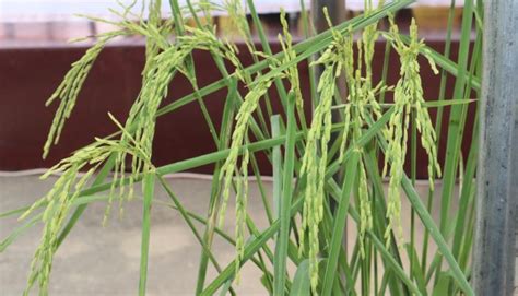 New Rice Variety Which Promises Record Yields Of 60 Bags Per Acre