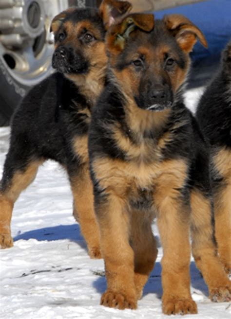 Top 16 Large Dog Breeds Pethelpful