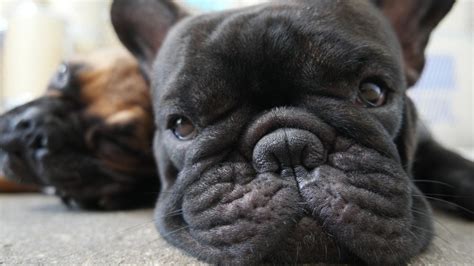 French Bulldog Skin Problems Infections And The Nasomaxillary Skin Fold
