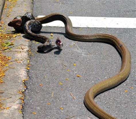 Snake Fight Between Cobra And Python In Singapore Goes Viral Daily Star