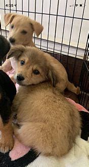 Our next litter of golden retrievers will be available for adoption starting june 2nd! Koala Golden Retriever Puppy Male | Male Golden Retriever ...