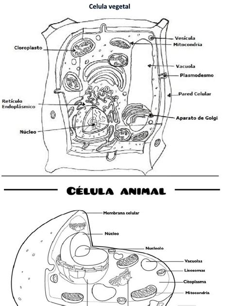 Celula Animal Y Vegetal Para Colorear Ciencias De La Tierra Y De La