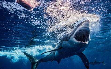 Download Wallpapers Great White Shark Predators Underwater World