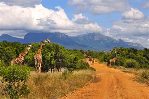 Kruger National Park Safari Packages Africa Incoming