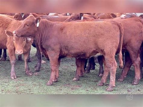 35 Purebred Open Replacement Heifers Red Angus For Sale In Bryan