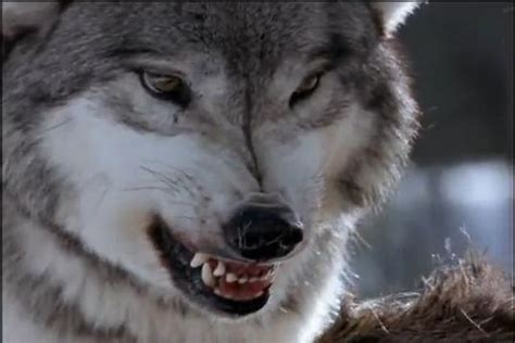 La Guarida De Gray Wolf La Sombra Del Lobo