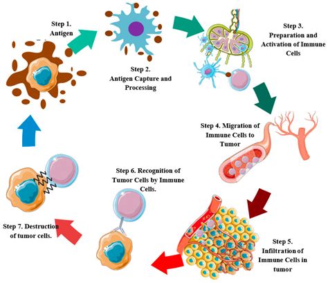 Cancers Free Full Text A Comprehensive View Of The Cancer Immunity Cycle Cic In Hpv