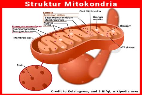 Apa Pengertian Struktur Fungsi Dan Gambar Mitokondria Artikelkeren Com
