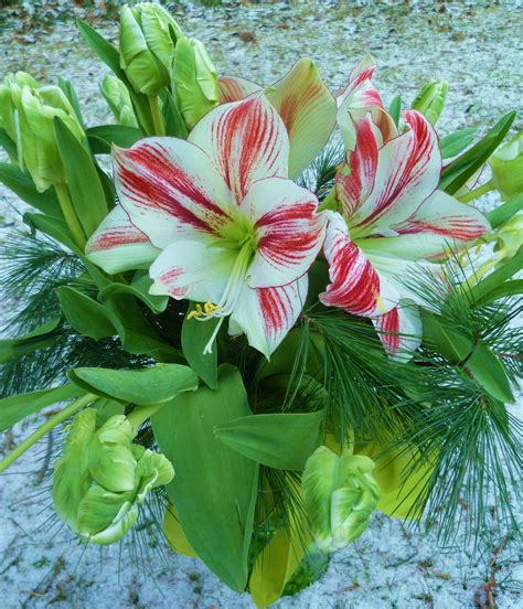 Manchester flower studio, located in manchester, new hampshire, is at wilson street 388. Super green parrot tulips and amaryllis Designed by ...