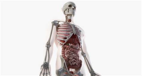 Male Skin Skeleton Organs 3d Model Turbosquid 1378450