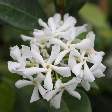 Trachelospermum Hardy Jasmine Climbing Plant Garden Summer Outdoor 14m