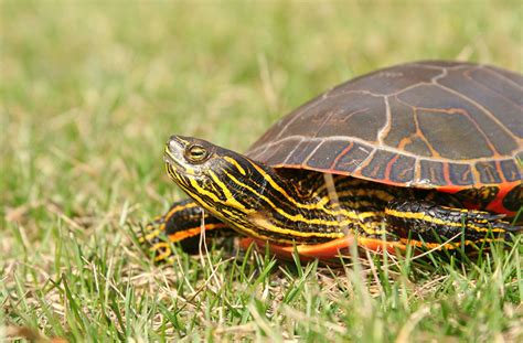 Interesting Facts About The Beautifully Colored Painted Turtles Pet