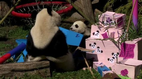 Panda Twins Celebrate 1st Birthday At Vienna Zoo Abc7 San Francisco