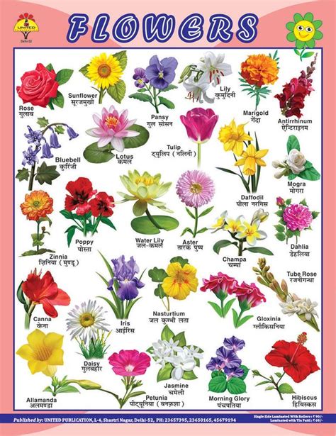 It can also be reviewed within groups and in unison when training. Flowers Name In Hindi English And Marathi Hd Image Flower ...