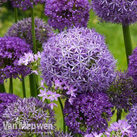 Allium Cut Flower Collection Van Meuwen