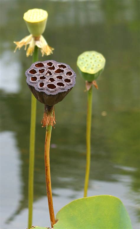 京都市 Kyoto Seed Pods Lily Lotus Nelumbo Nucifera