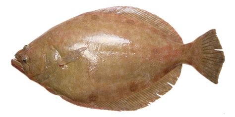 Flounder Png File Png Mart