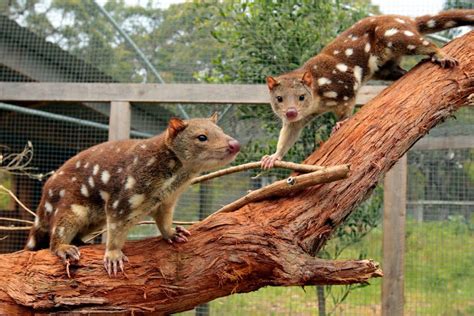 Tiger Quoll Returns To Grampians After 141 Years The Standard