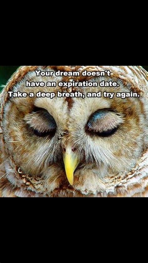 Feel free to use them if you. Vincent Coyle on | Funny owls, Cant sleep at night, Owl